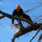 tree removal North Shore