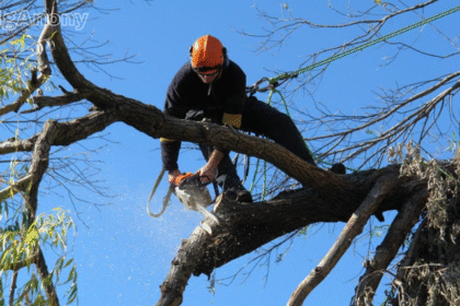 tree removal North Shore