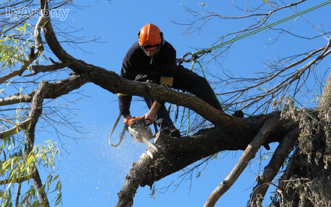 tree removal North Shore