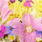 Summer Flower