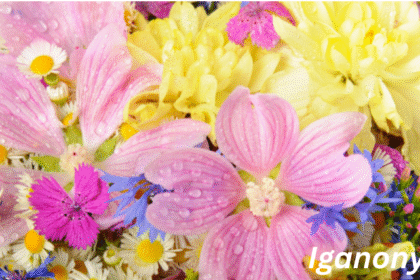 Summer Flower