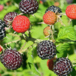 raspberry plants