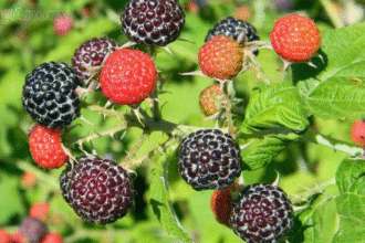 raspberry plants