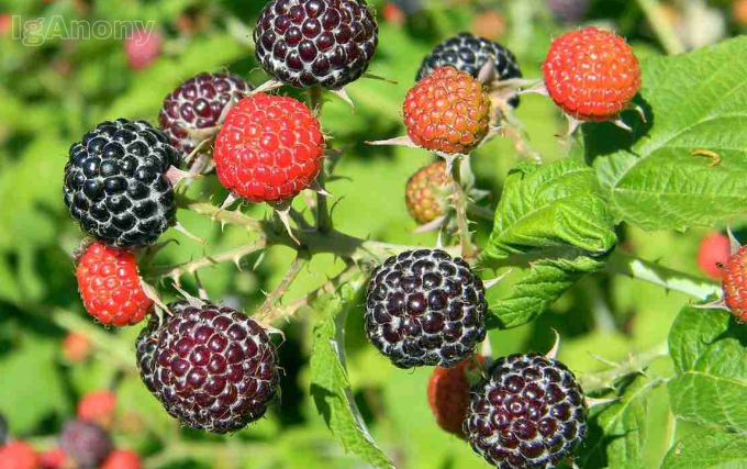 raspberry plants