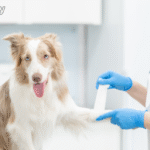 Emergency Vet vs. Regular Vet