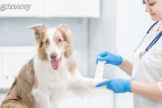 Emergency Vet vs. Regular Vet