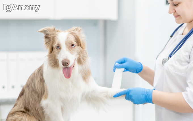 Emergency Vet vs. Regular Vet
